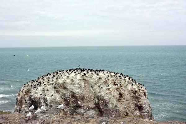 The Bird Island