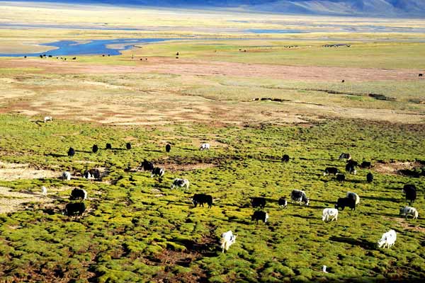 Changtang Grassland