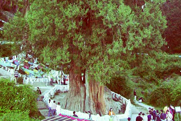King Cypress King Cypress