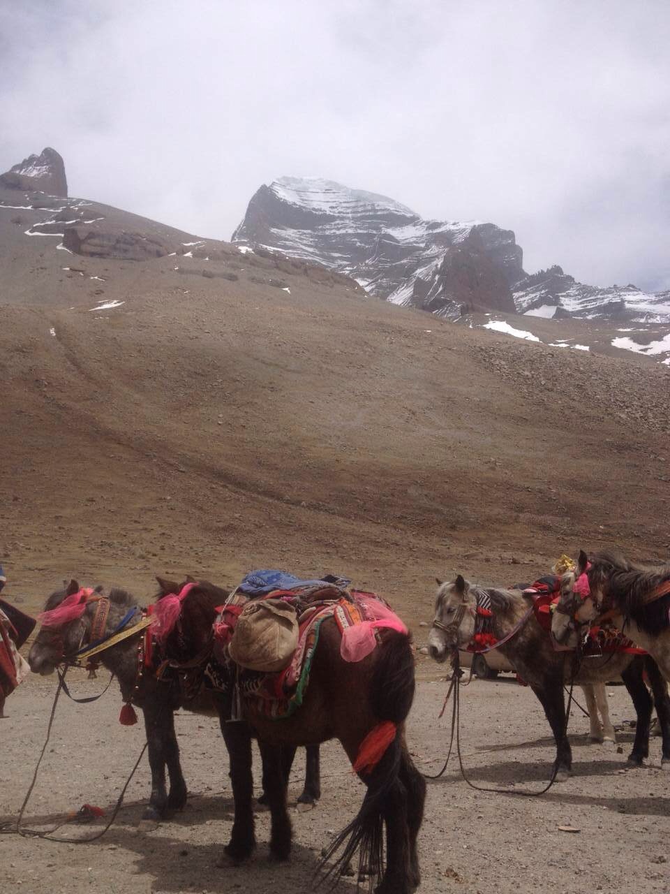 They use some horses to hold their packages because it's really a long way to trek around this holy mountain.