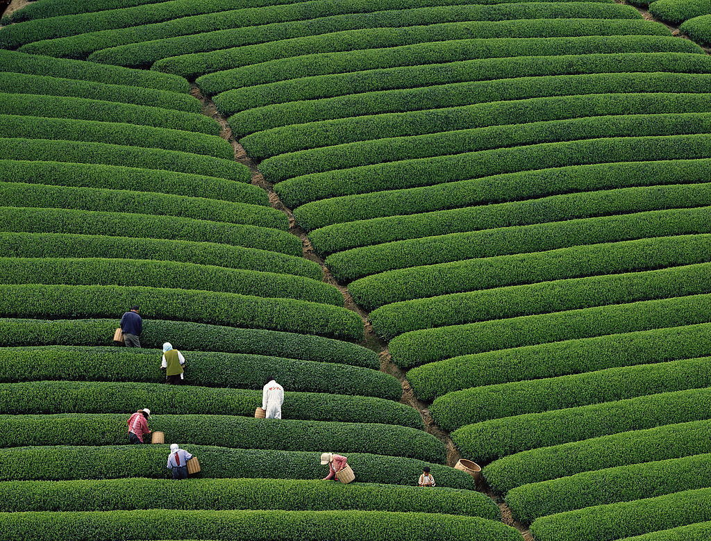 Tea-picking Season Arrives at World's Highest Plantation