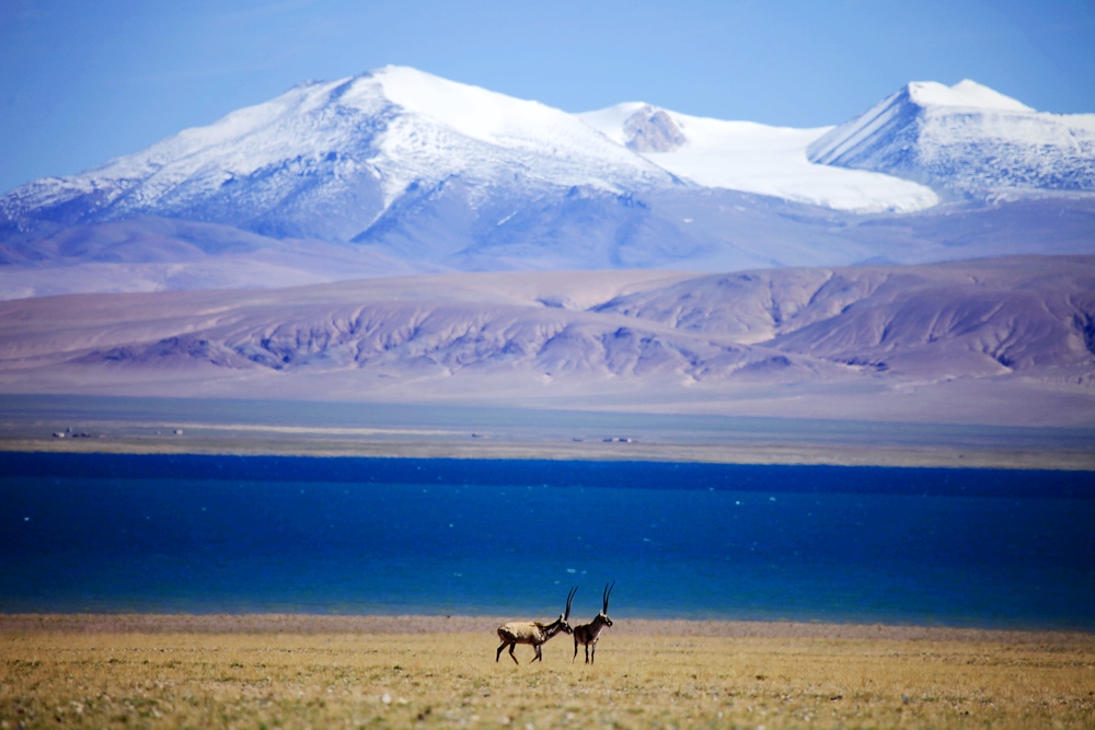 Tibetan antelope begins migration in Tibet