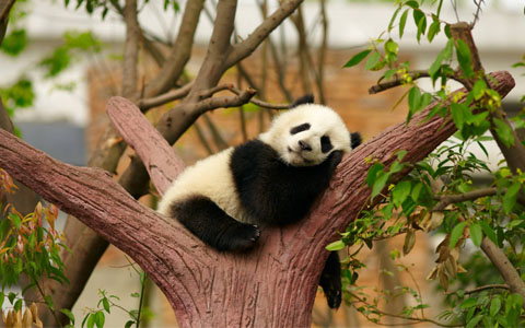 14 Days Beijing Xi'an Tibet Chengdu Tour with Everest Base Camp