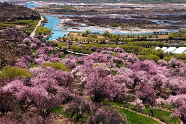 Nyingchi Peach Blossom Festival