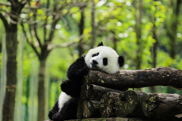 Chengdu giant pandas