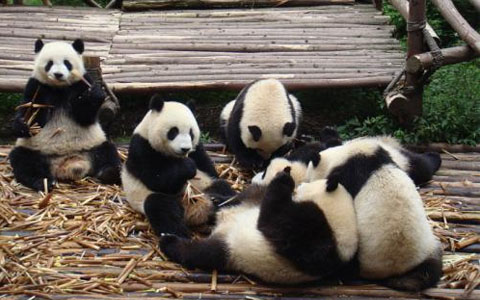 Chengdu Panda Tour