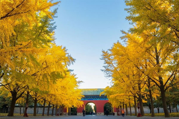 Autumn is the best time to enjoy colorful leaves in China