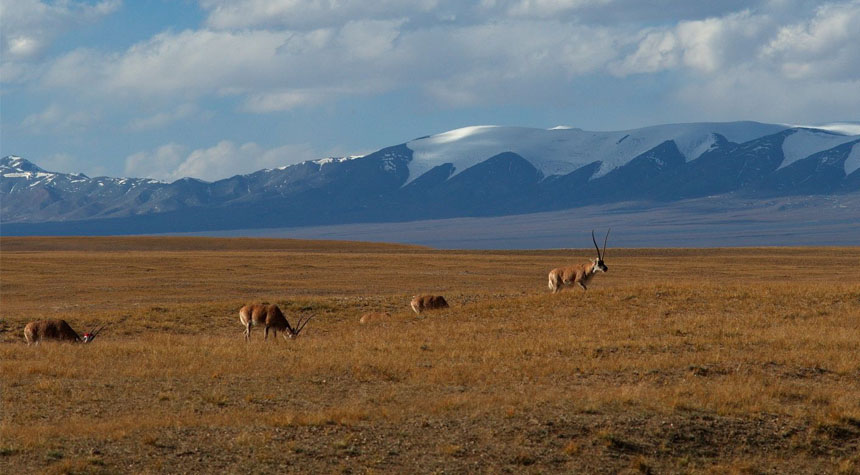 See the Tibet Antelope from the Qinghai-Tibet Railway