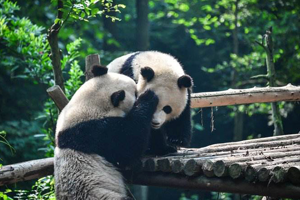 Chengdu City