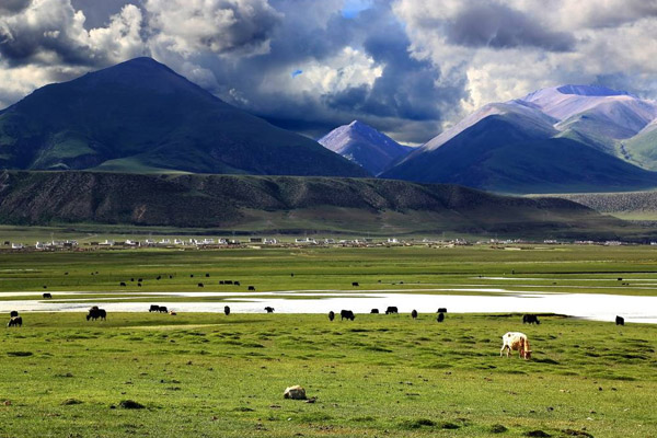 the Qiangtang Grassland the Qiangtang Grassland