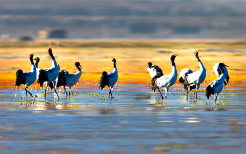 5 Days Lhasa and Black-Necked Crane Watching Tour in Winter