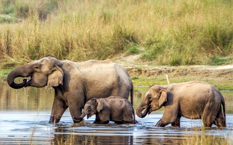 7 Days Nepal Jungle Safari in Chitwan National Park