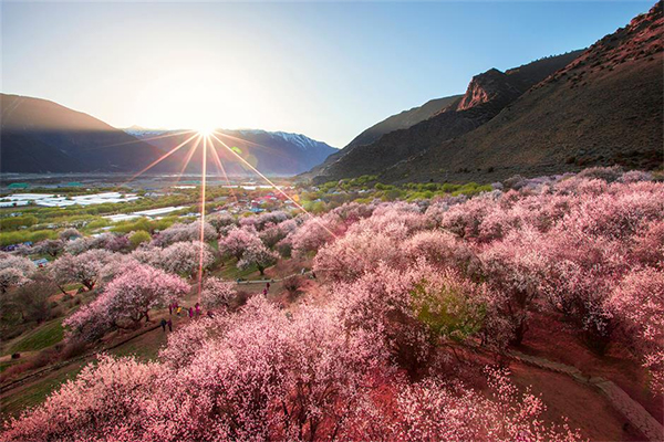 Peach Blossom Festival