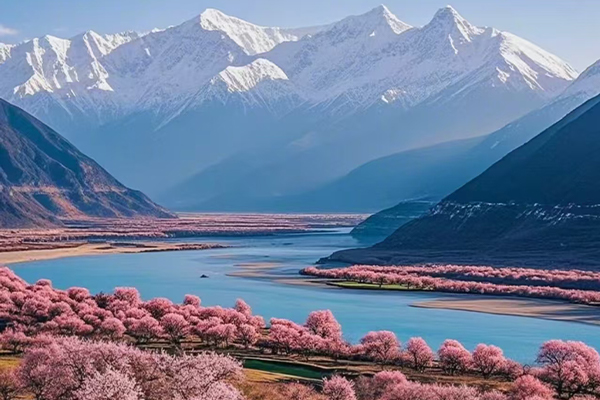 Peach Blossom in Spring