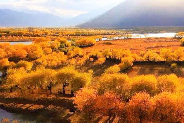 Autumn Foliage in Tibet