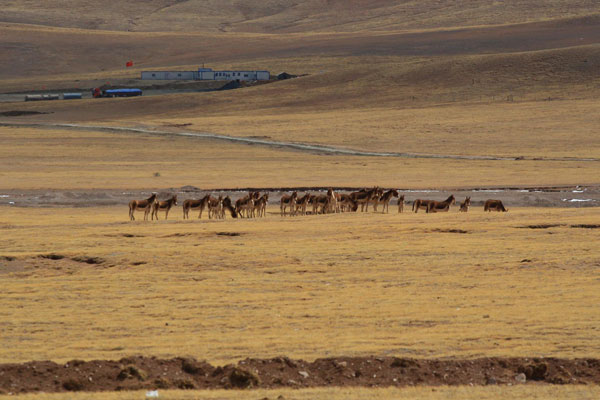 Hoh Xil grassland on the way heading to Tanggula train station Hoh Xil grassland on the way heading to Tanggula train station