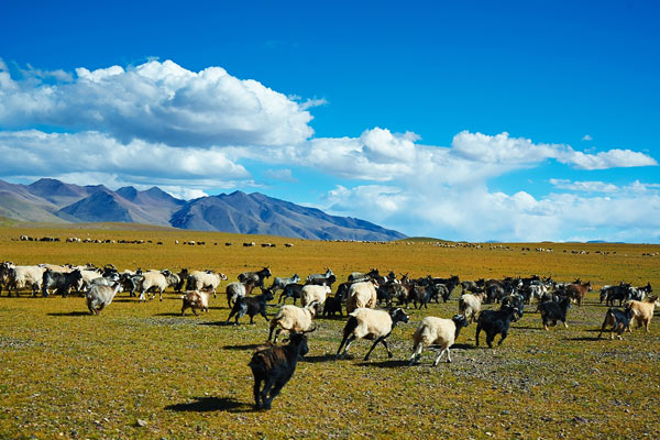 Nature Reserve of Hoh Xil in Summer