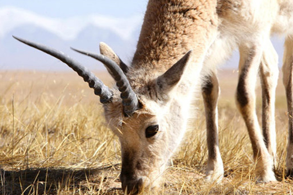 Kekexili Antelope