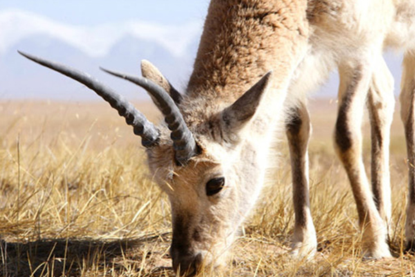 Kekexili Antelope Kekexili Antelope
