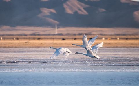 Tibet Train Scenery: What to Expect on the Tibet Train Journey in Different Seasons?