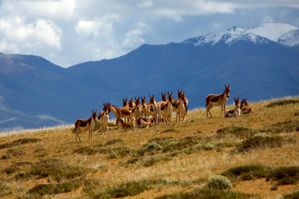 Tibetan Autumn Scenery with Wild Animals