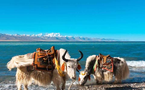 10 Days Xi’an to Lhasa and Heavenly Namtso Tour by Train