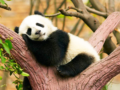 12 Days Chengdu Panda and Tibet Train Tour