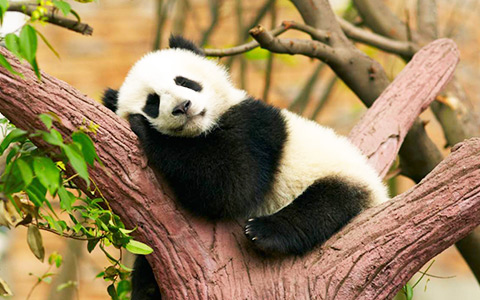 12 Days Chengdu Panda and Tibet Train Tour