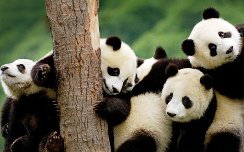 13 Days Chengdu Tibet Train Tour from Hongkong 