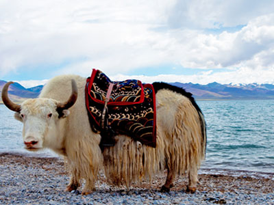 8 Days Beijing to Lhasa Train Tour