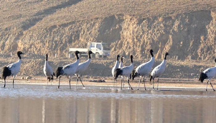 Black-necked Cranes in Tibet