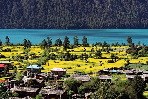  Lulang Forest in Nyingchi