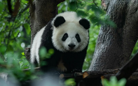 11 Days Chengdu to Tibet Everest Base Camp Group Tour via Qinghai-Tibet Train