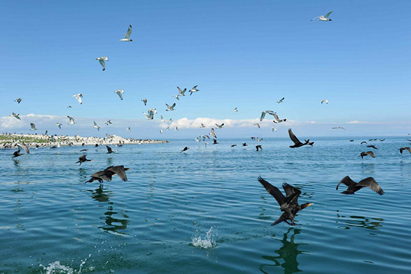  Qinghai Lake 