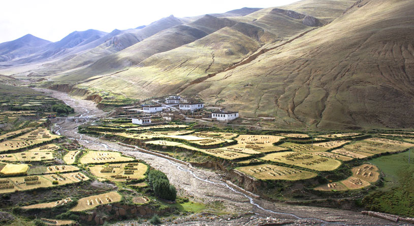 Tibet highland barley harvest