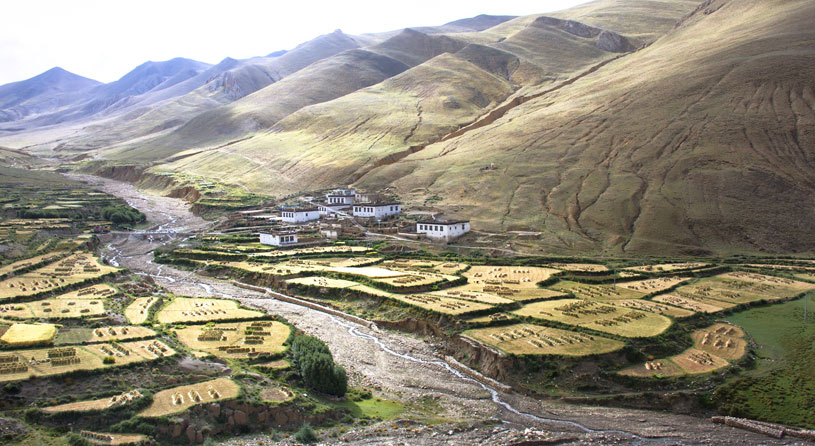 Tibet highland barley harvest Tibet highland barley harvest