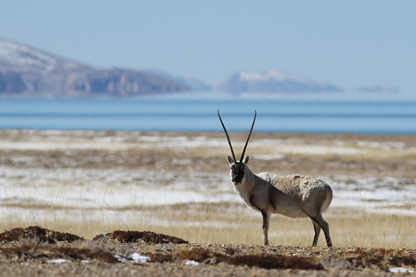  Kekexili Nature Reserve 