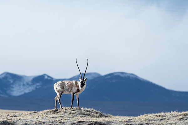  Tibetan Antelope 
