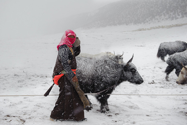 Yaks Yaks