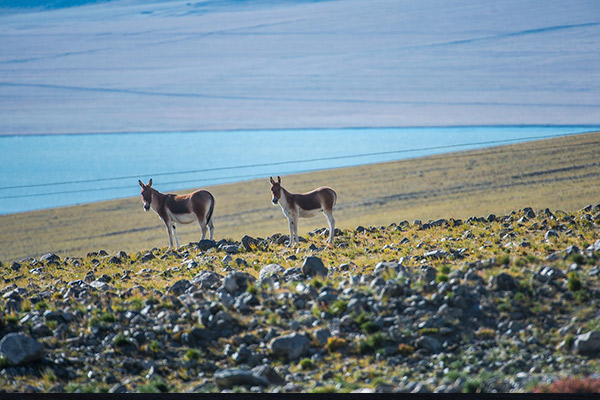  Tibetan Antelope 
