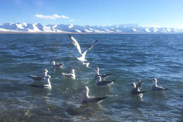   Lake Namtso in September  