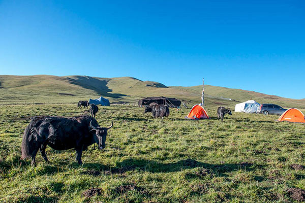 Yaks Yaks