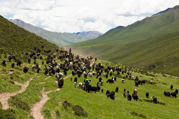 Nomads on the move in Spring Nomads on the move in Spring