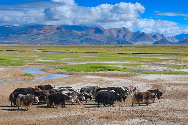  Tibetan yaks 