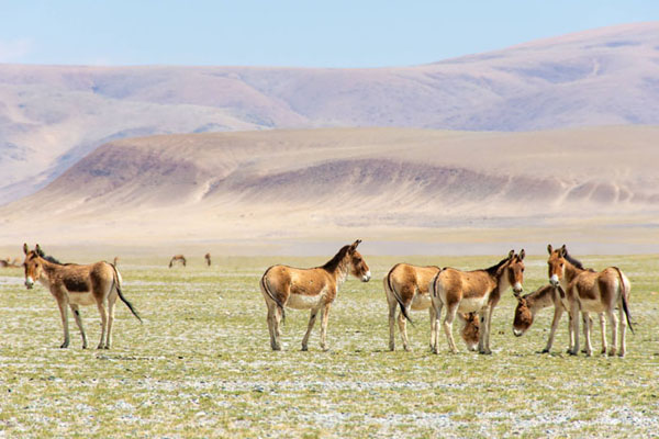 Tibet Wild donkey