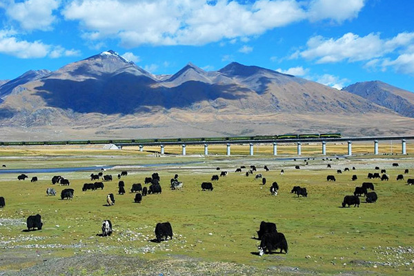  Yaks outside the train 
