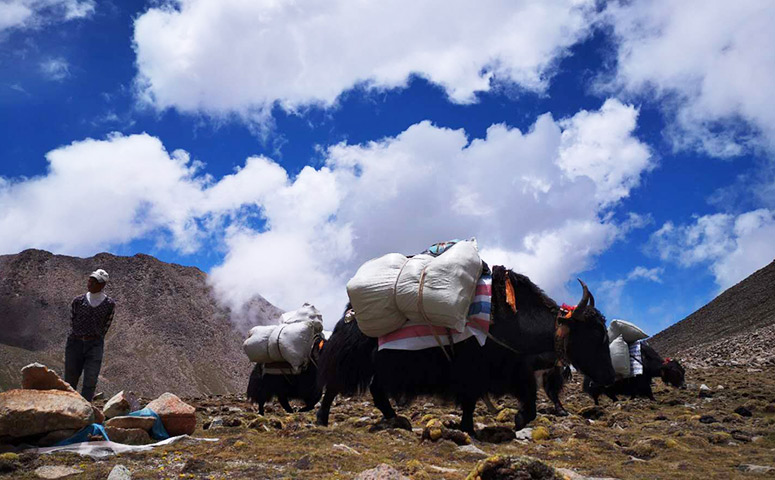  Yaks are useful for trekking in Tibet.