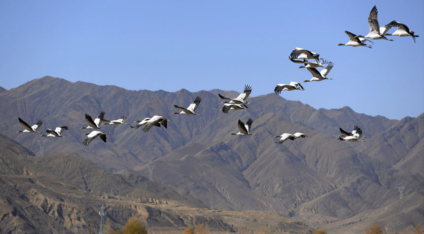 Black-necked cranes in Tibet