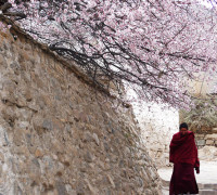 Peach Blossoms in Drupung Monastery, Lhasa
