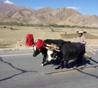 There are many yaks on the way to Shigatse.